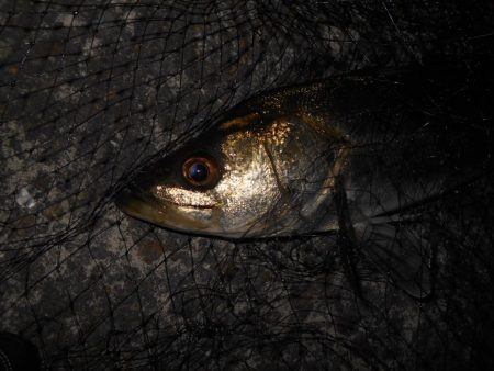 ベイトはアミエビ???。