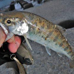 サクラマス狙いが