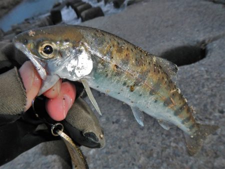 サクラマス狙いが