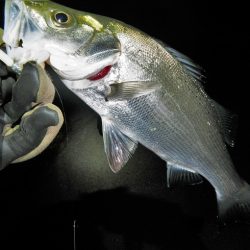 良い引きでした