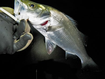 良い引きでした