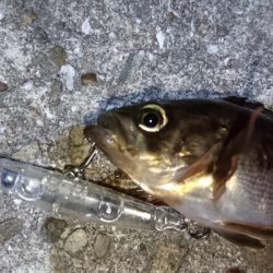 今夜のメバルはフォールに好反応！！