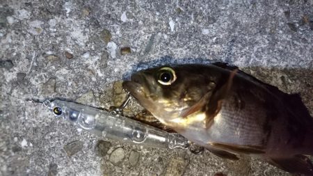 今夜のメバルはフォールに好反応！！