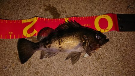 渋かったですが