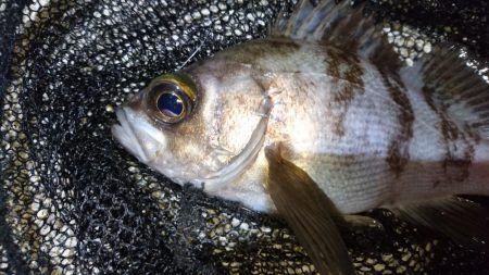 今夜は何でもあり？！