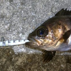 今夜のメバルはジグパラマイクロ