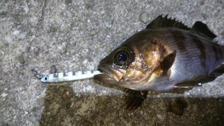 今夜のメバルはジグパラマイクロ