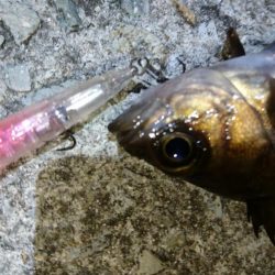 プラグ時々ジグ単