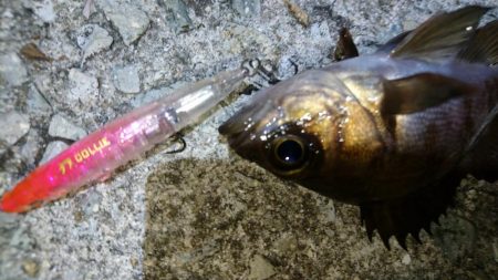 プラグ時々ジグ単