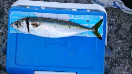 うわさのあいつ