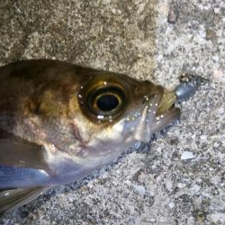 シャッドテールで春爆！！