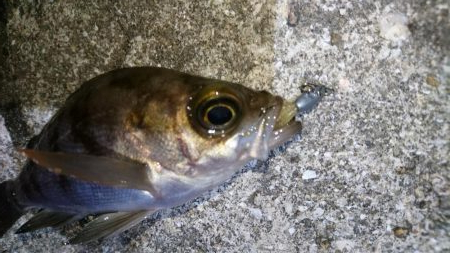 シャッドテールで春爆！！