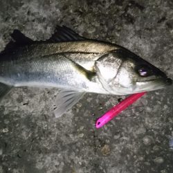 ダメもとでバチ抜け