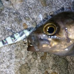 今夜も爆釣！！