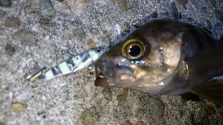 今夜も爆釣！！