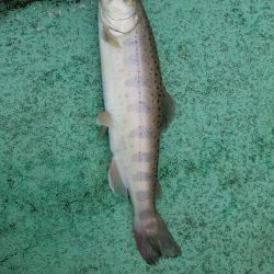 としまえんフィッシングエリア トラウトコレクション