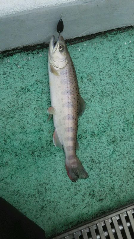 としまえんフィッシングエリア トラウトコレクション