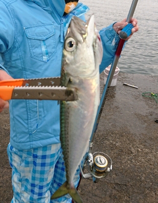 子どもとサビキ釣り