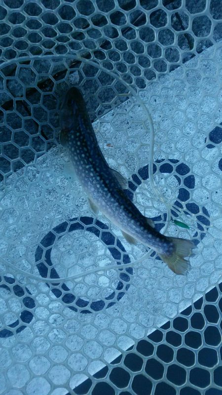 としまえん　強風　（笑）