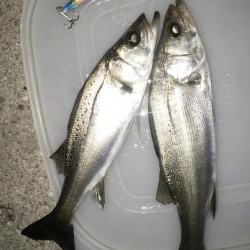 ナイトルアーフィッシング シーバス