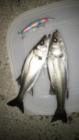 ナイトルアーフィッシング　シーバス