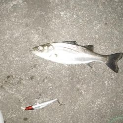 ナイトルアーフィッシング　シーバス