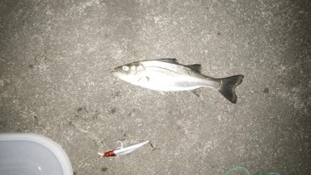 ナイトルアーフィッシング　シーバス