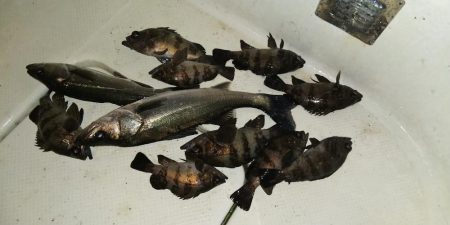 ボートシーバス&メバル