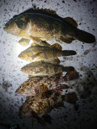 レッツガシリング