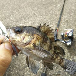 雨のディメバリング