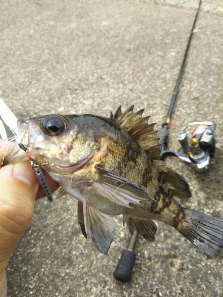 雨のディメバリング