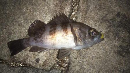 藻だらけ、、、