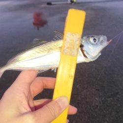 まぁまぁのサイズのアジ