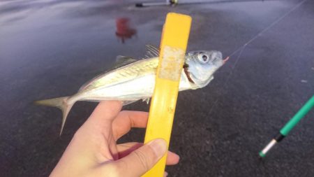 まぁまぁのサイズのアジ