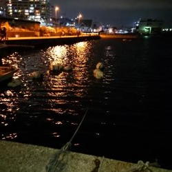 風にも負けずプラグ縛り