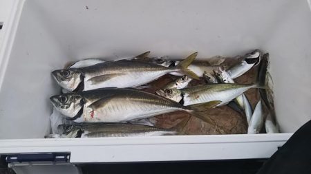 大アジに大満足‼࿠…