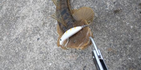 春が来たのかな？