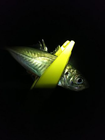 アジ釣れた