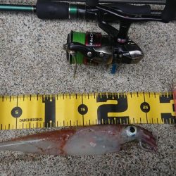 朝マヅメ狙いヤリイカ