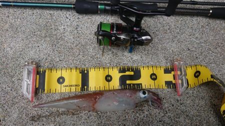 朝マヅメ狙いヤリイカ