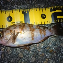 帰りにメバリング