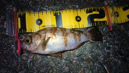 帰りにメバリング