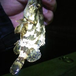 深日漁港 メバリング