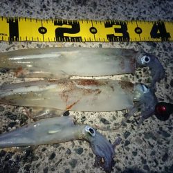 ヤリイカリベンジ