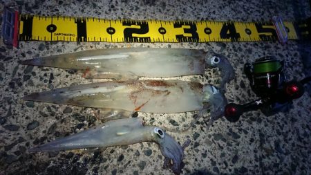 ヤリイカリベンジ