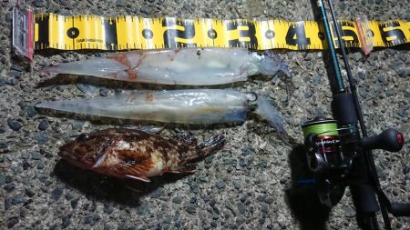 仕事終わりヤリイカ狙い