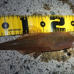 ヤリイカエギング