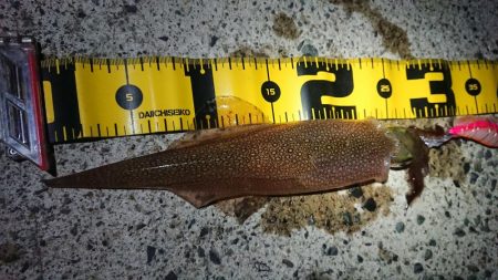 ヤリイカエギング