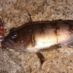 懲りずにプラッキング