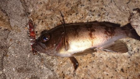 懲りずにプラッキング